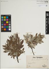 Foto von Salix lapponum L.